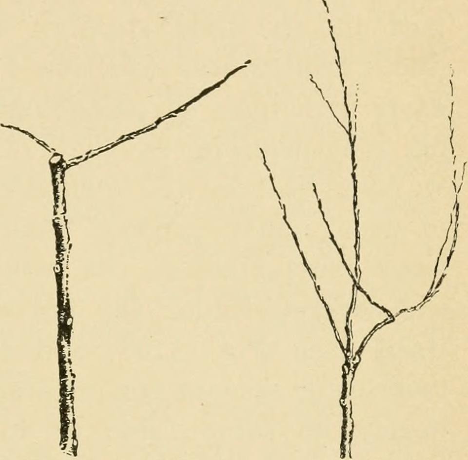 Practical Steps to Implement Content Pruning: Enhancing User Experience and SEO Rankings