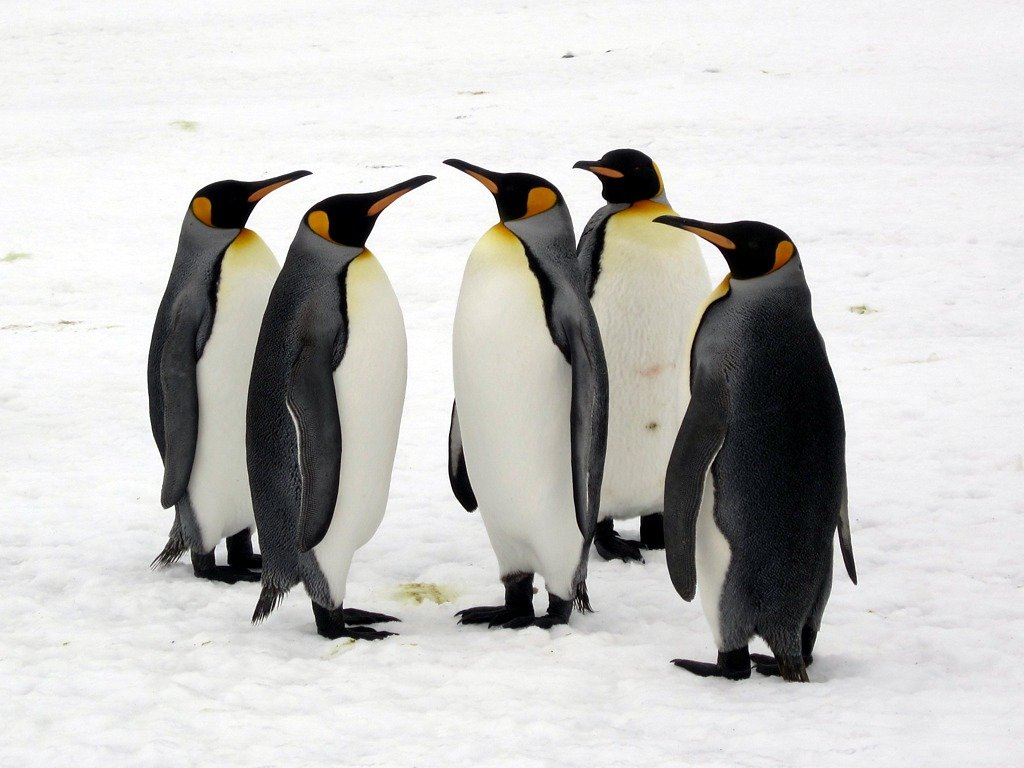 The Mysterious World of Penguin's Game