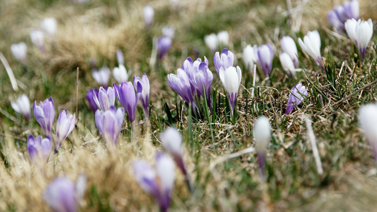 Heading 2: The Early Bird Gets the Deals: Tips for Savvy Preparations