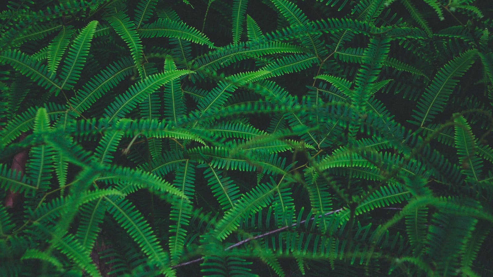 Leveraging Amazon and eBay Together: Unleashing the Synergistic Power of Dual Marketplaces