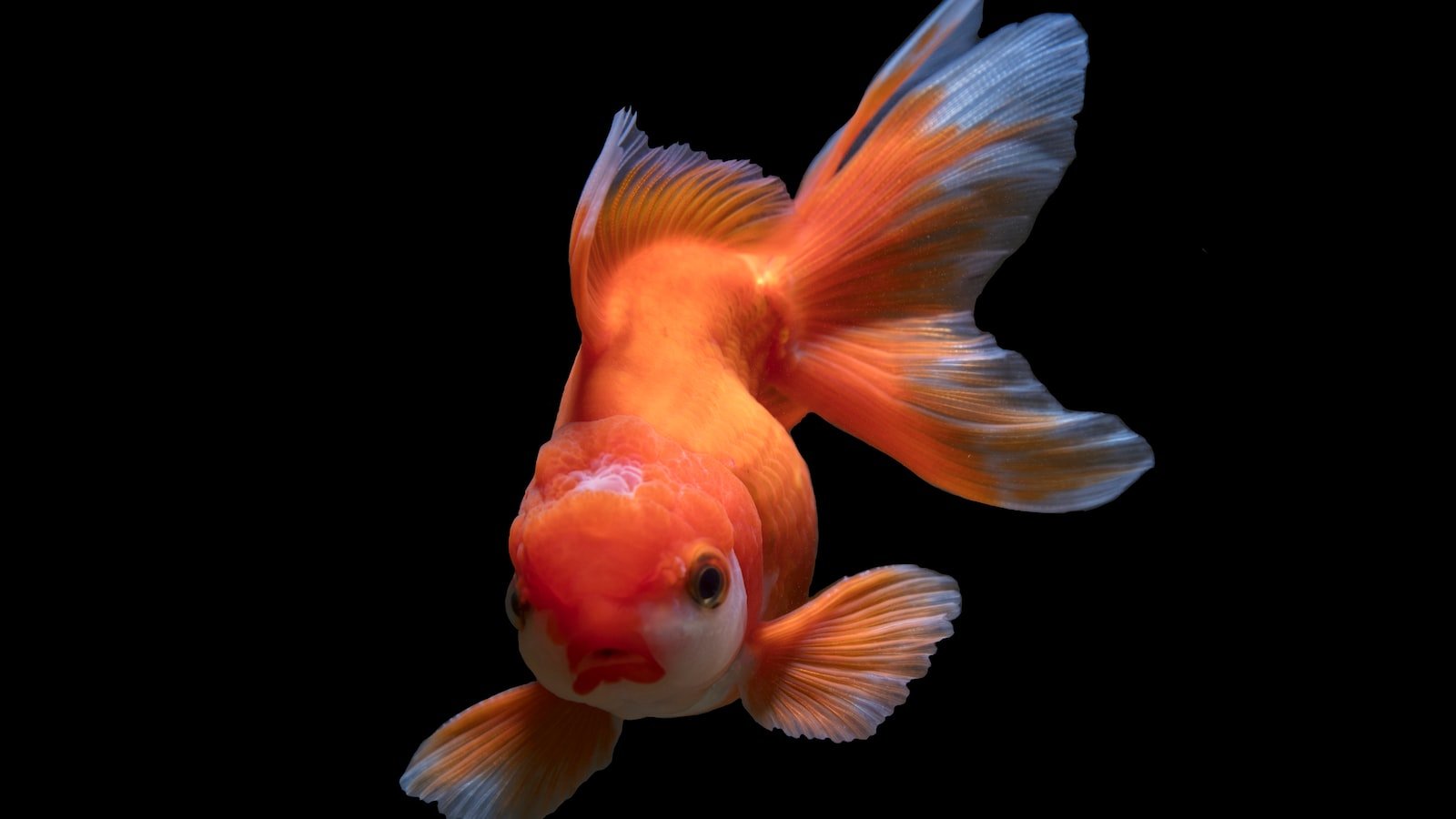 Utilizing Long-tail Keywords for Enhanced Smart Speaker SEO