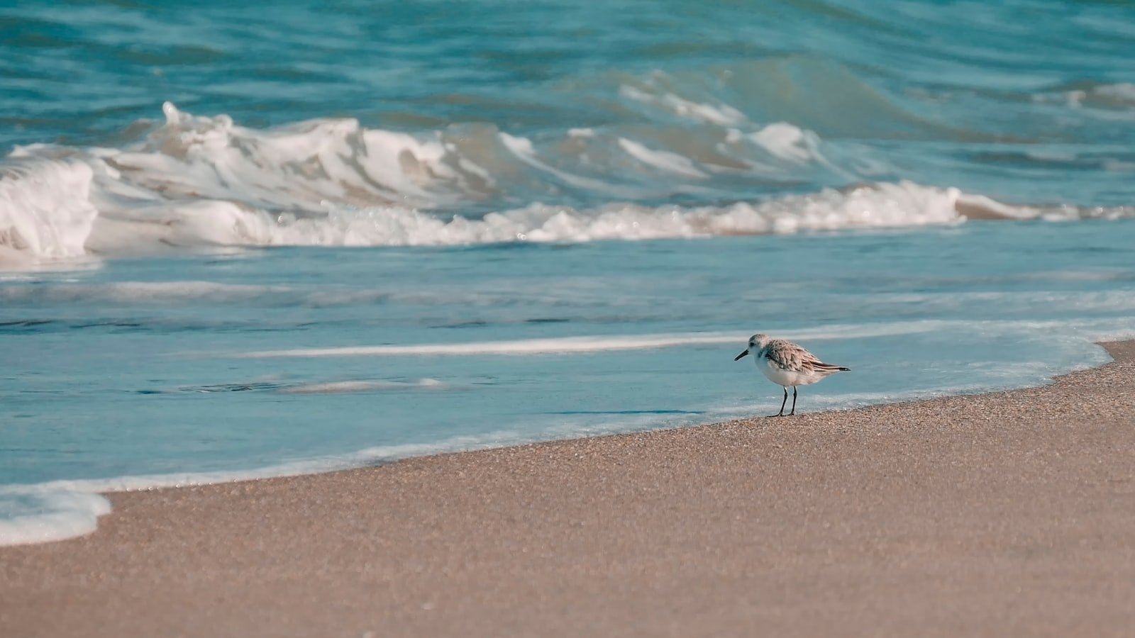 Unleashing the Potential of Voice Assisted Search for Local Businesses