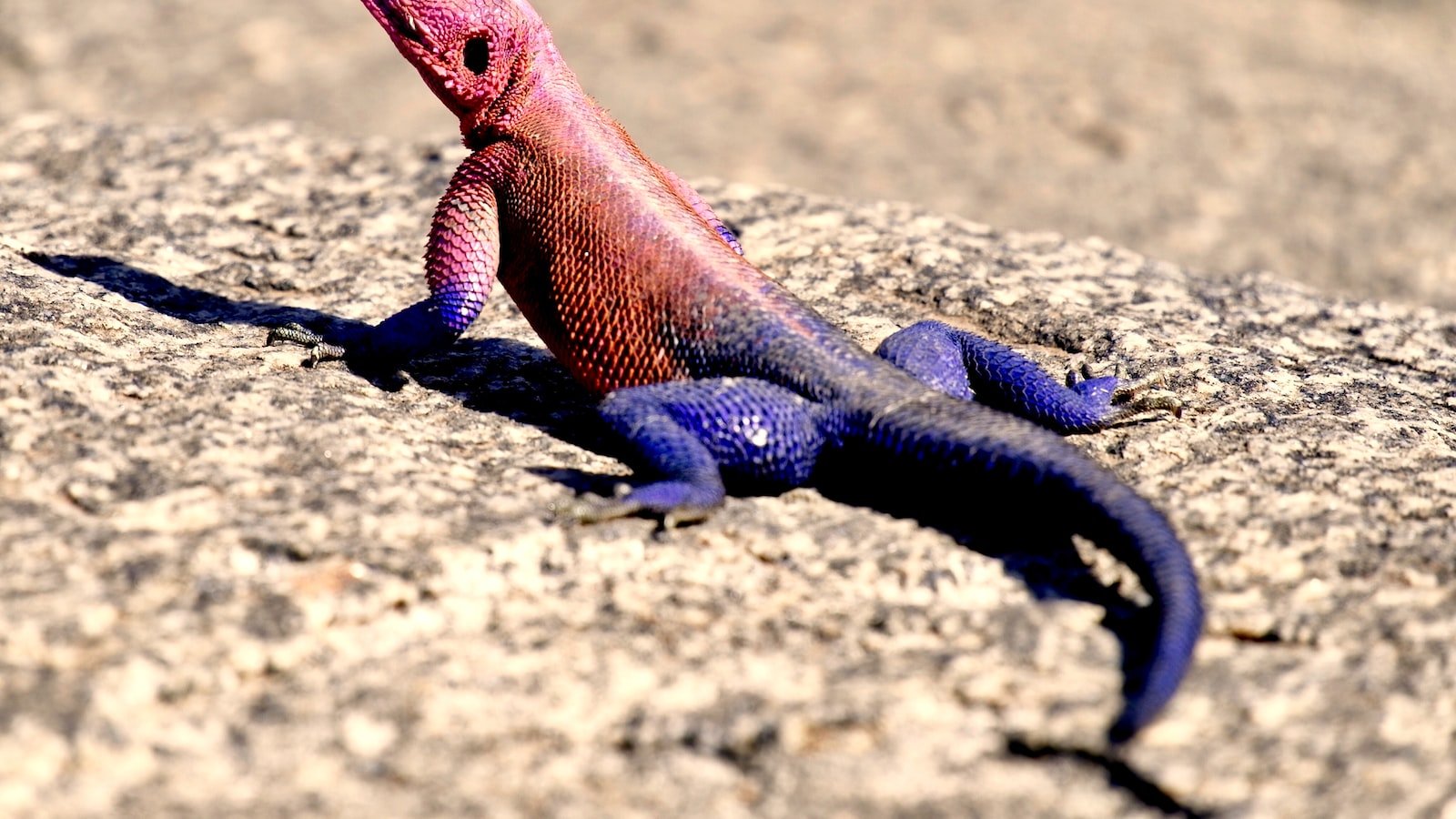 Considering Scalability and Customization Options