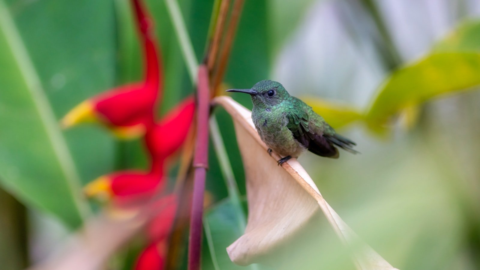 Navigating the New‍ Era: Key Strategies to Optimize for Google Hummingbird