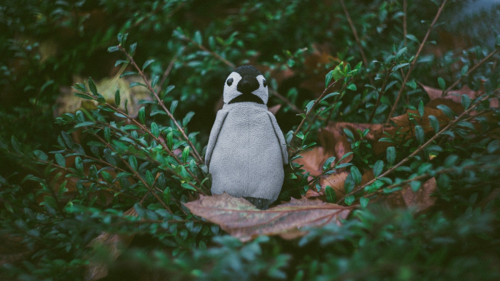 Strategies for Outsmarting Penguin's Game and Protecting Your Website