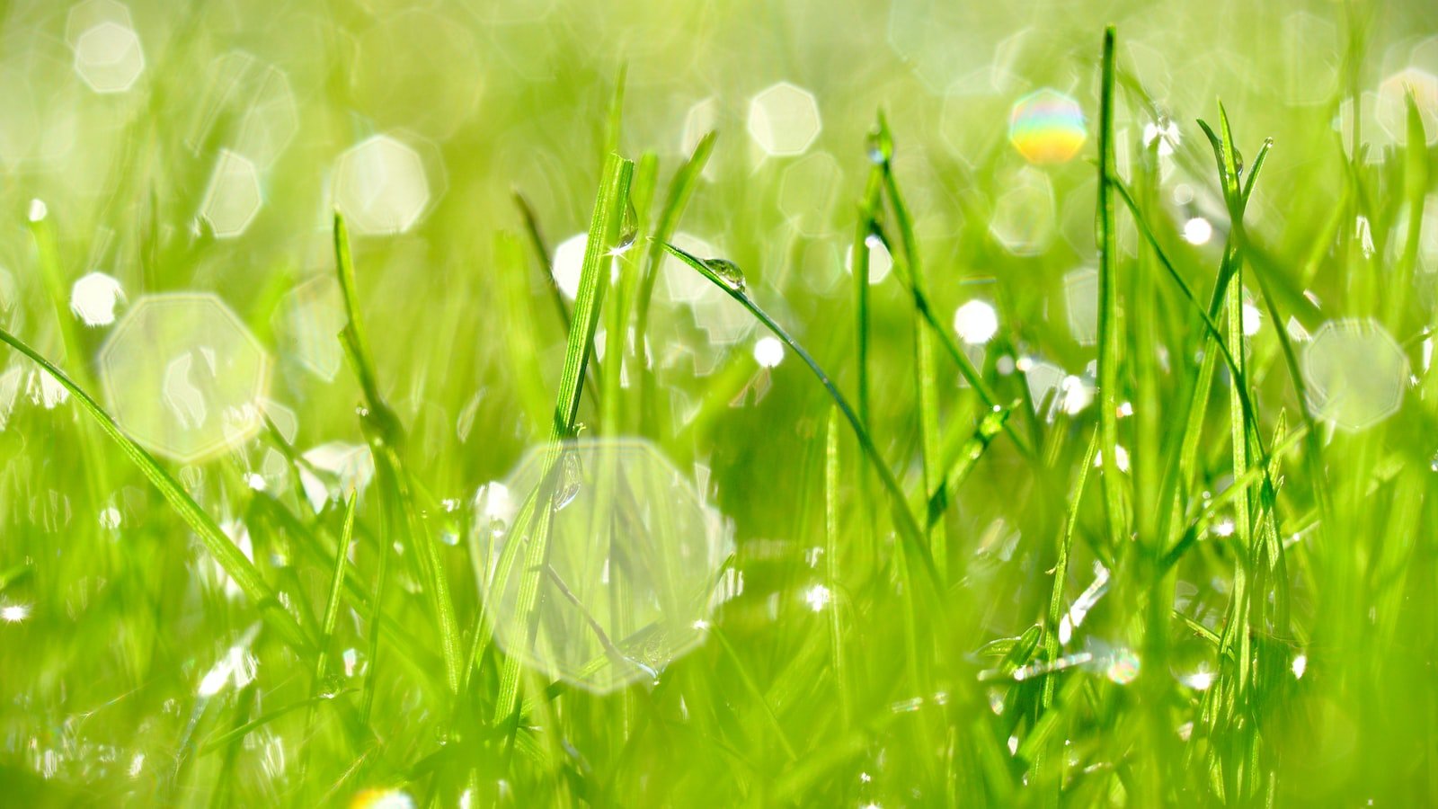 Exploring Environmental Impact: Evaluating the Importance of Green Alternatives