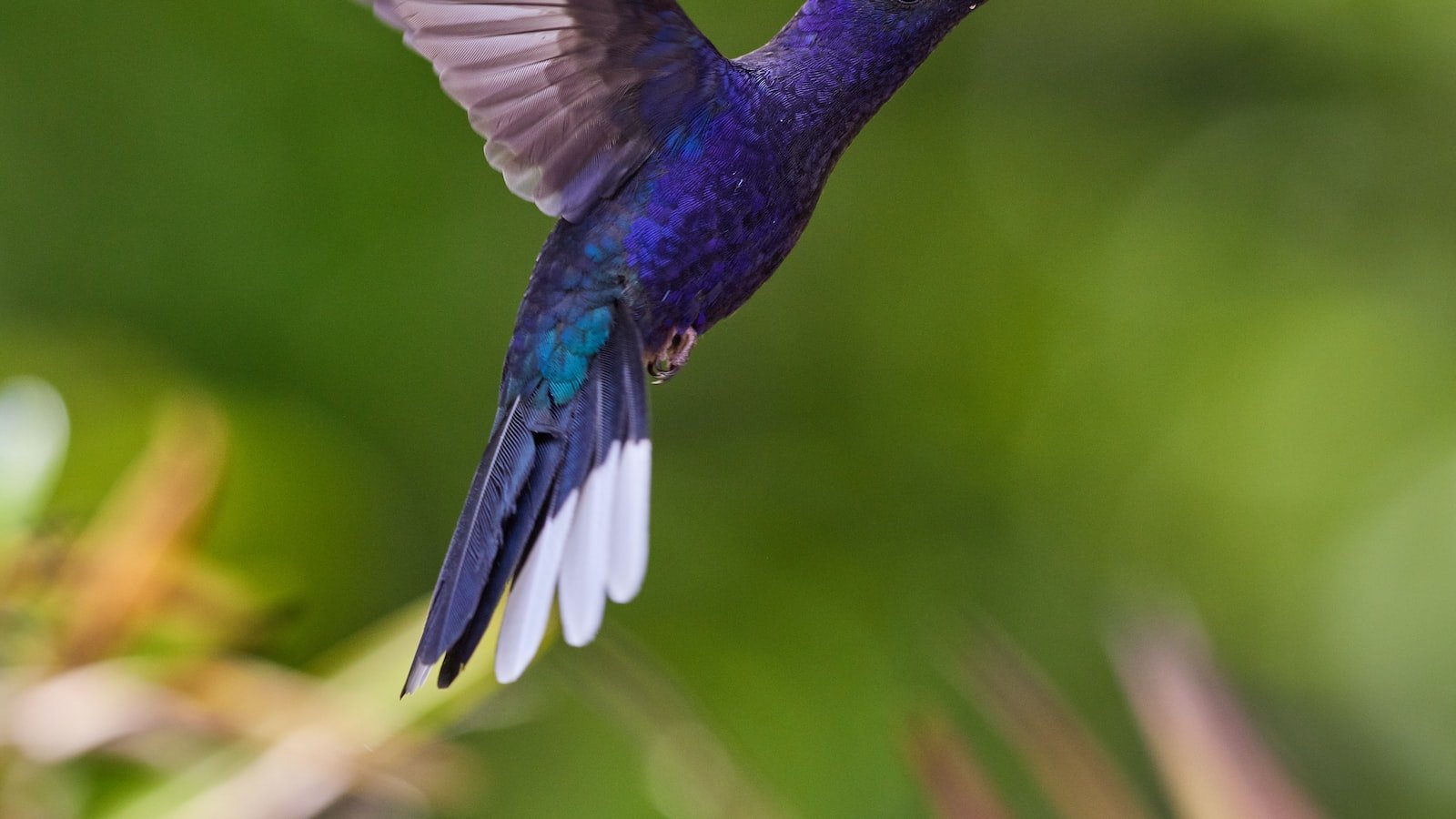 Unleashing Contextual Understanding: ⁣How ‍Hummingbird Transformed Semantic Search