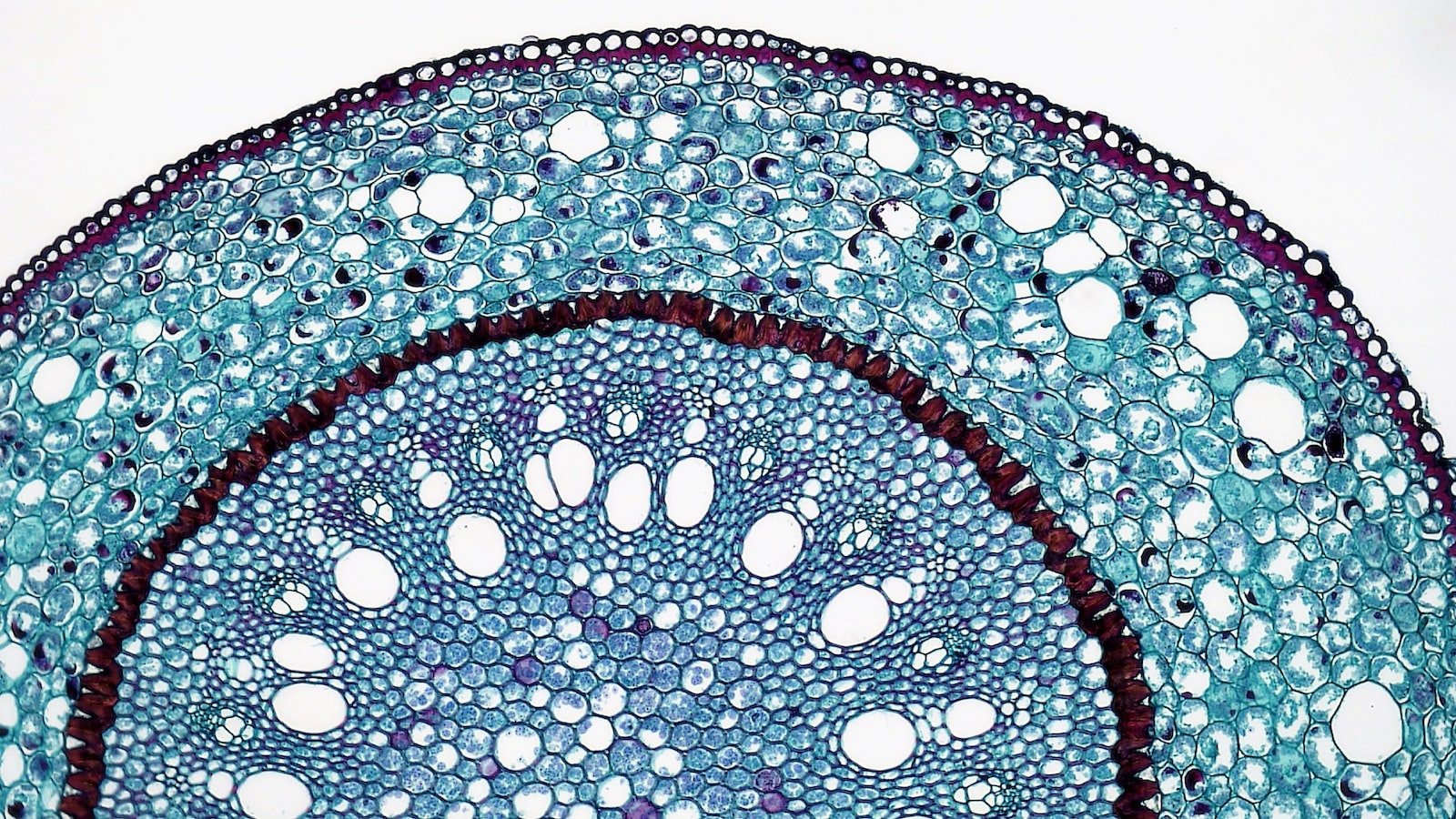 The Importance of HTTP vs. HTTPS: Understanding the SEO implications