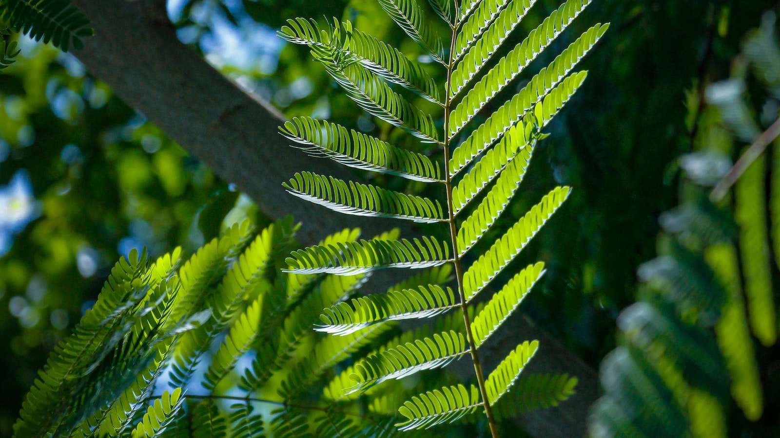 Unveiling the Path to Success: Strategies for Featured Snippet Optimization