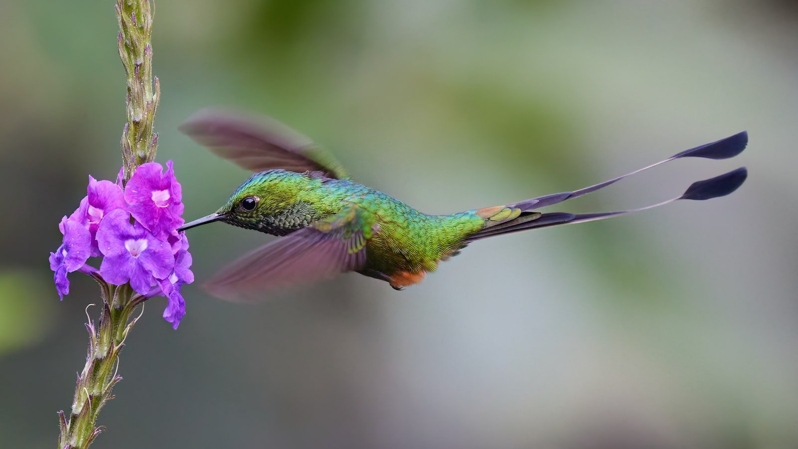 Enhancing User Experience: Harnessing the Power of Google Hummingbird