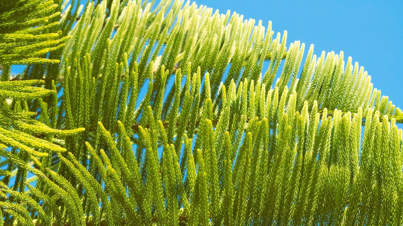 The Winning Strategy: A Step-by-Step Guide to Mastering Zero-Clicks and Snagging Featured Snippets