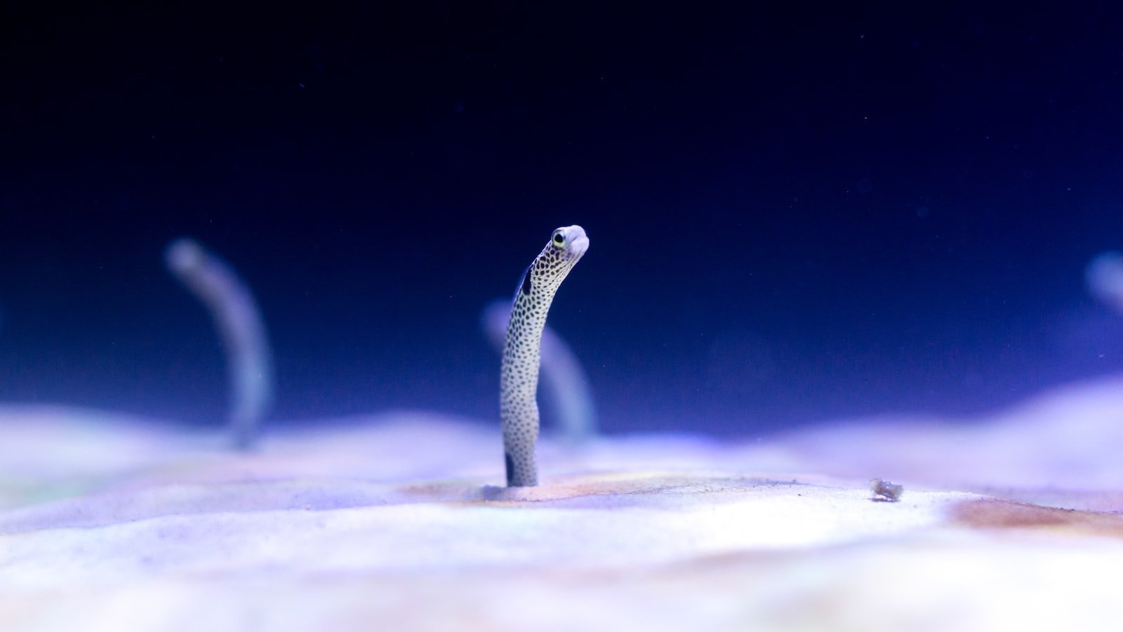 Crafting Compelling Content: Leveraging Long-Tail Keywords to Engage Audiences