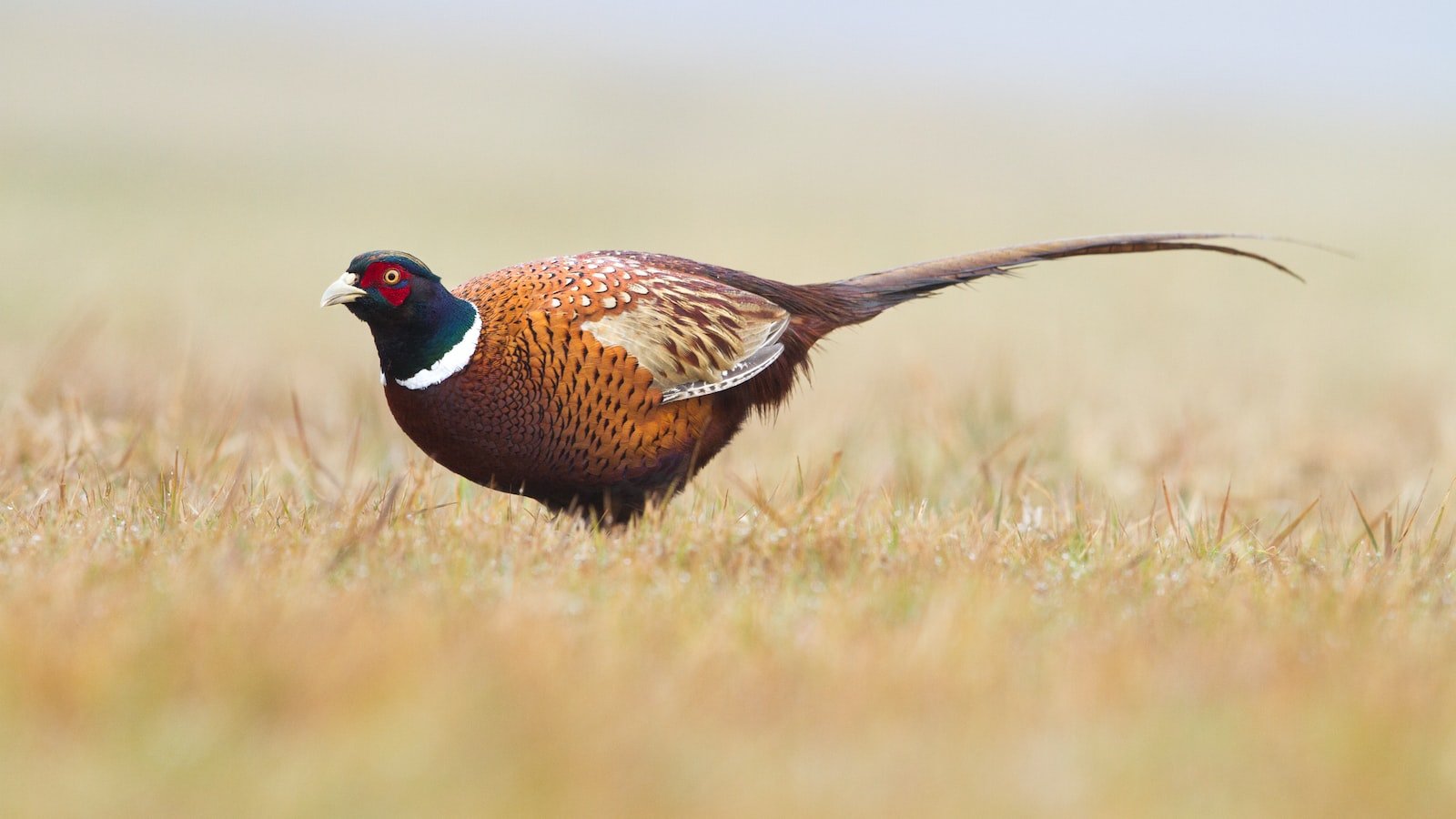 Harnessing ‌the Hidden Potential: Unveiling the Untapped Power⁣ of Long-Tail Keywords
Optimizing SEO ⁣Strategy: How Long-Tail Keywords⁢ Drive Targeted Traffic
Unleashing Digital Success: Unraveling the ⁢Benefits of Long-Tail Keywords
Mastery in Long-Tail Keyword Selection: Strategies for Maximum Impact