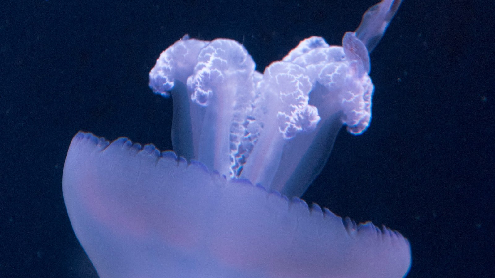 Breaking Free: Strategies to Liberate Yourself from Toxic Bonds