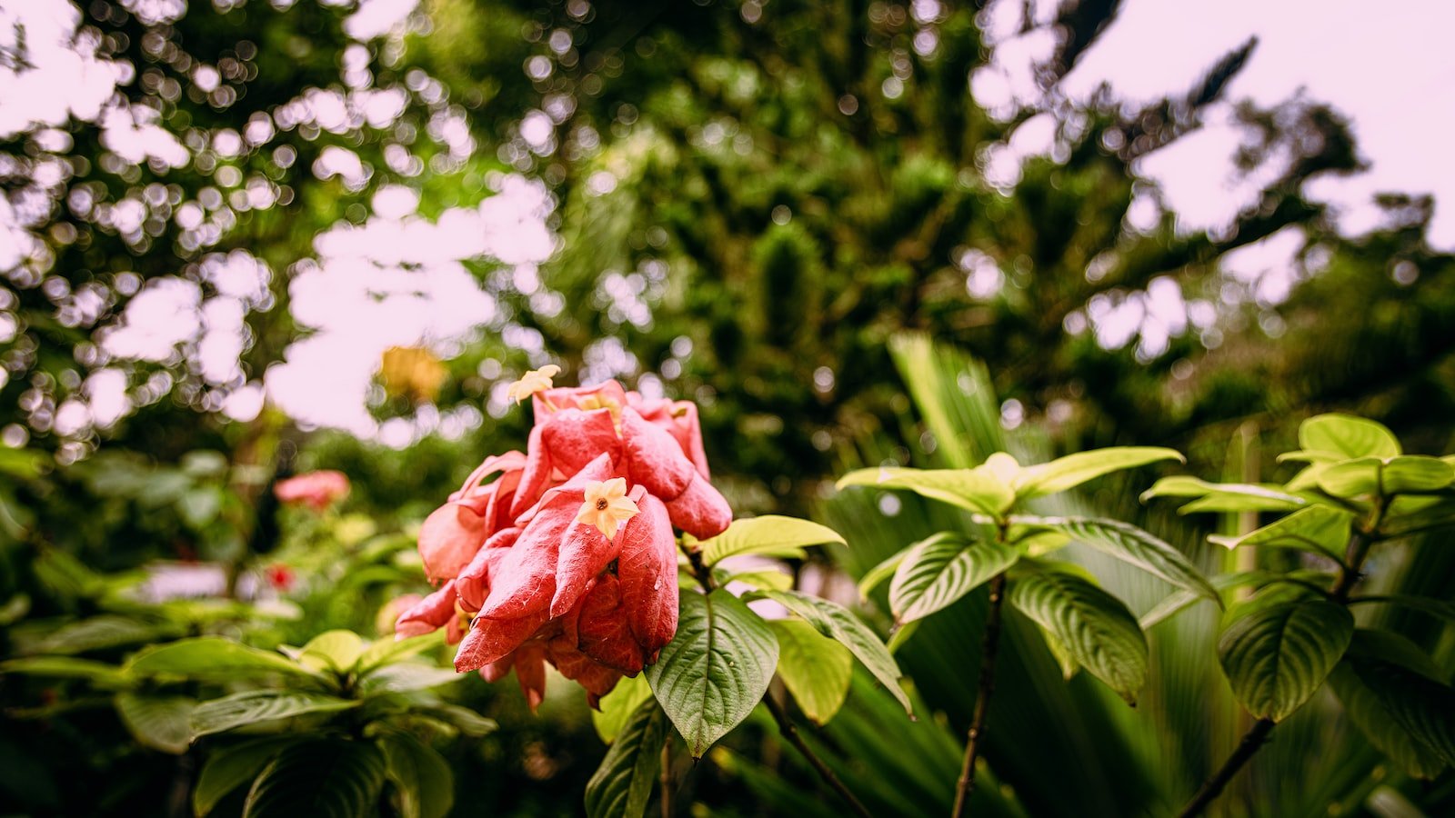 Embracing Growth and Self-Liberation: Building Healthy Connections