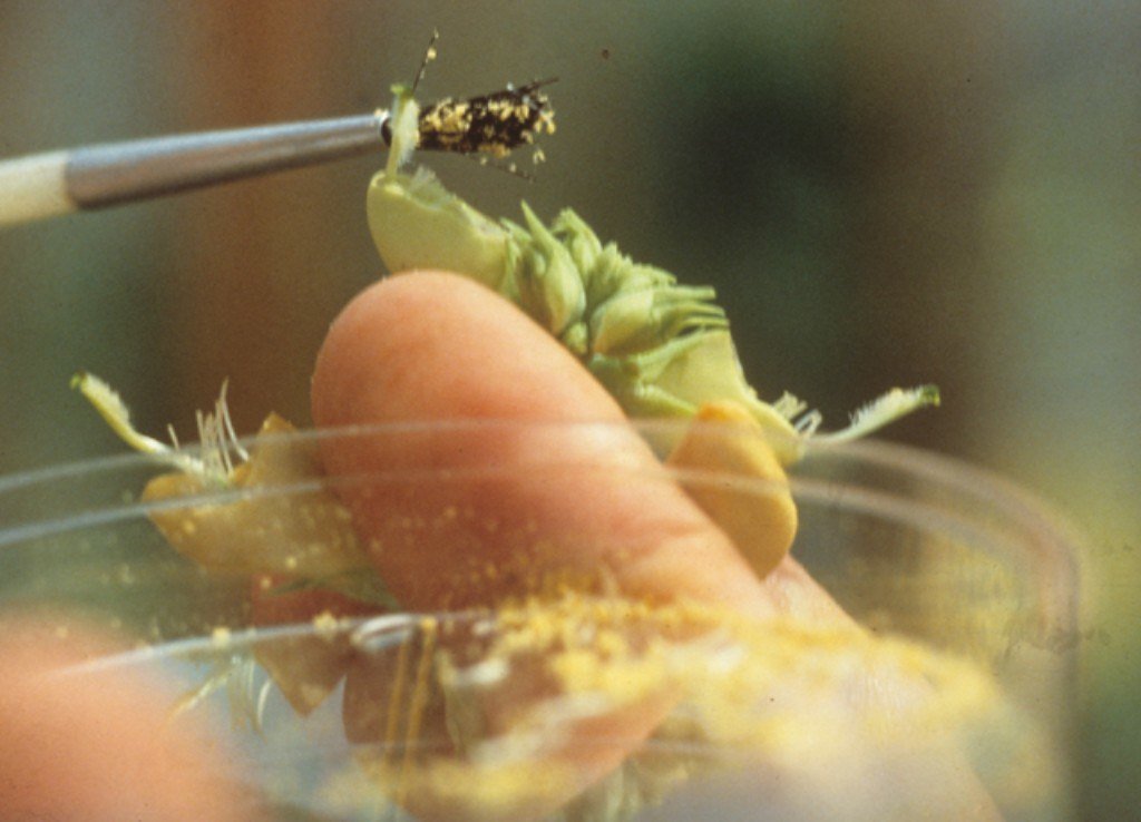 Maximize Your Content's Impact: Harness the Power of Cross-Pollination