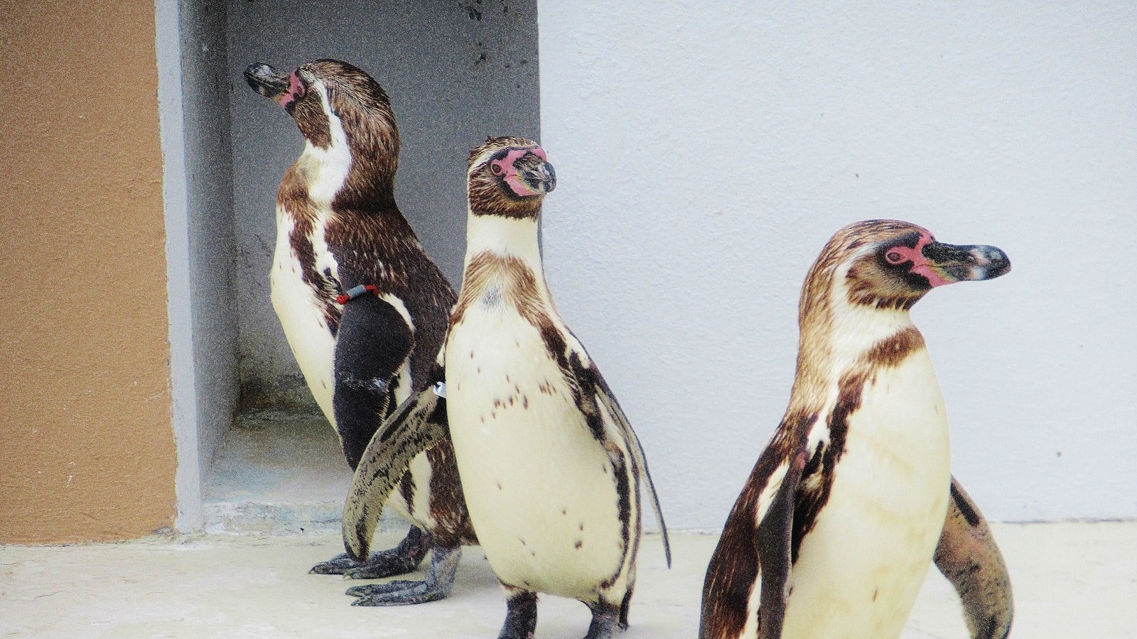 Analyzing Penguin Penalties: Common Triggers and Negative SEO Techniques