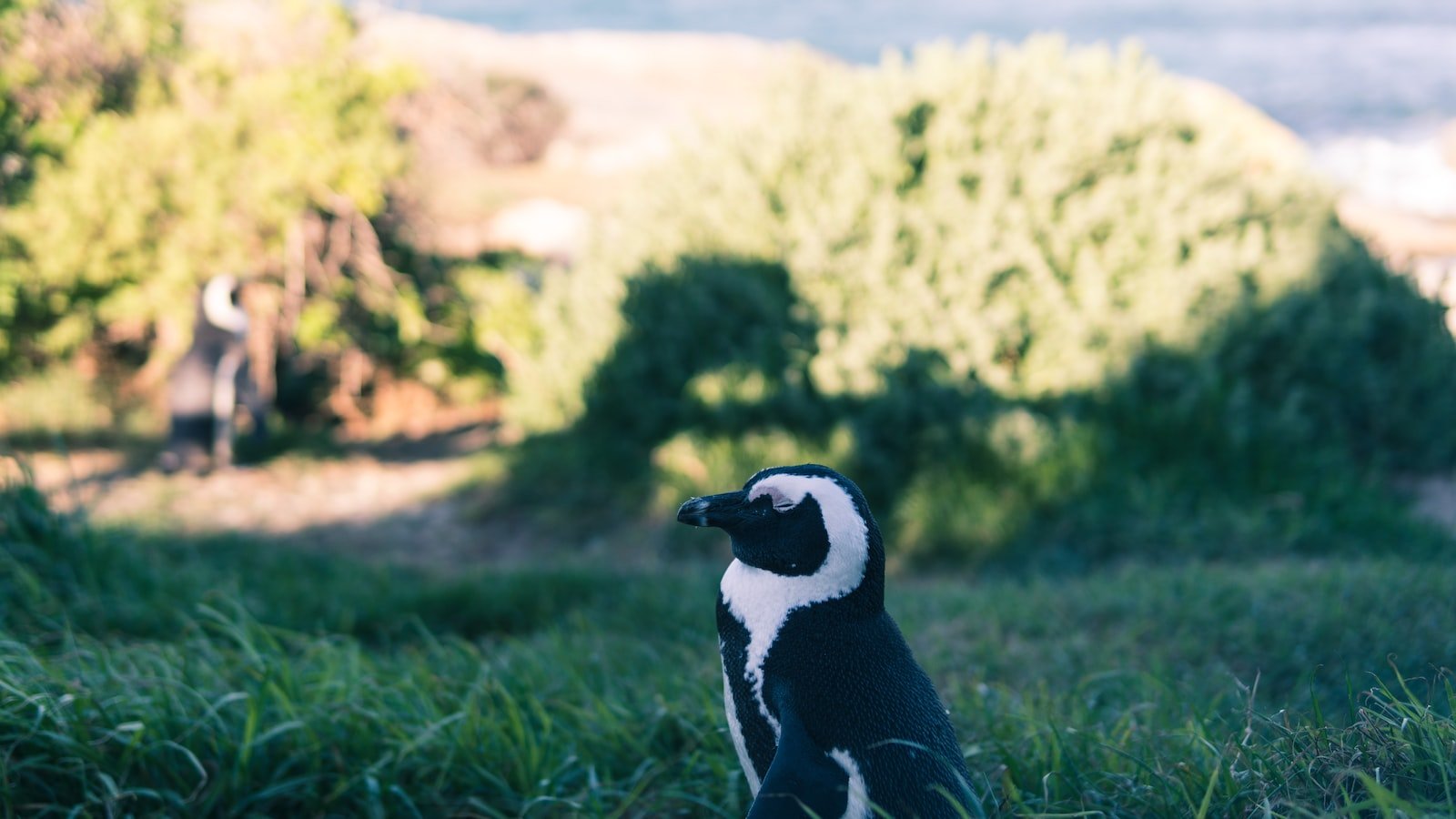 Navigating Safely: Best Practices to Ensure Long-Term Penguin Penalty Prevention