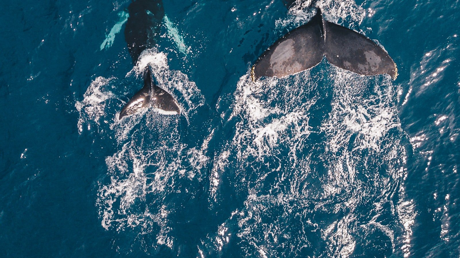 Exploring the Untapped Potential: ⁣Understanding the Significance ⁣of Long-Tail Keywords in ⁤SEO
Maximizing Visibility: Leveraging Long-Tail Keywords to Boost Organic Search ⁢Traffic
Crafting an⁢ Effective‌ Long-Tail‌ Keyword⁤ Strategy:⁢ Tips to ⁤Improve SEO Performance
Unlocking SEO⁤ Success: Implementing Long-Tail Keywords for⁣ Higher Conversion ​Rates