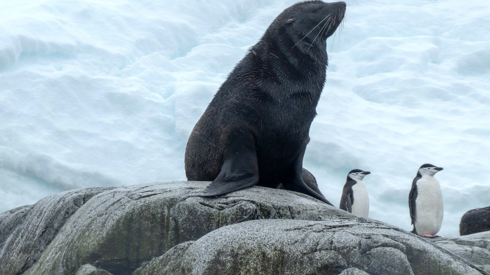 Identifying Penguin Penalties: Unraveling the Mystery Behind ⁣Algorithmic Devaluations