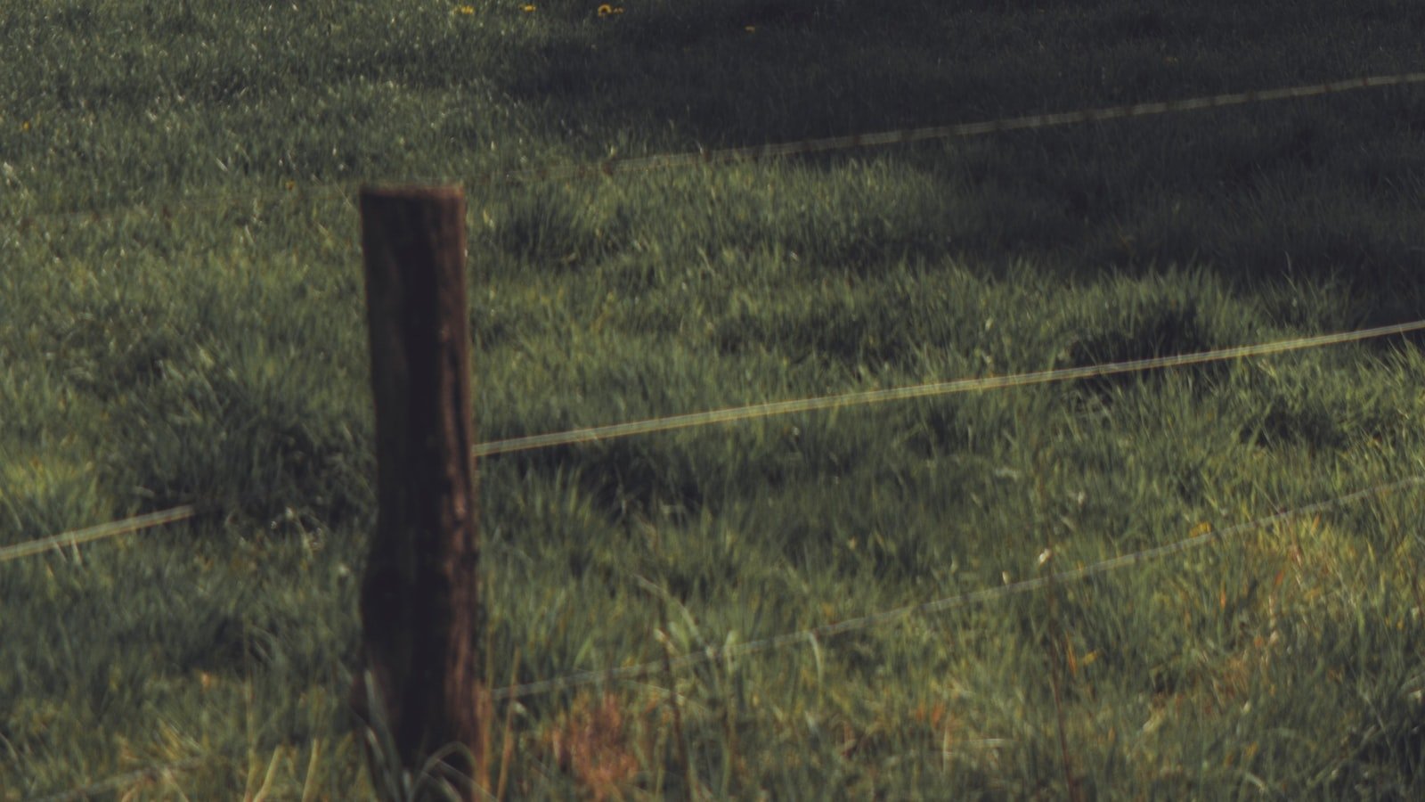 Leveraging Alt Tags and Descriptive Captions for Improved Image Visibility