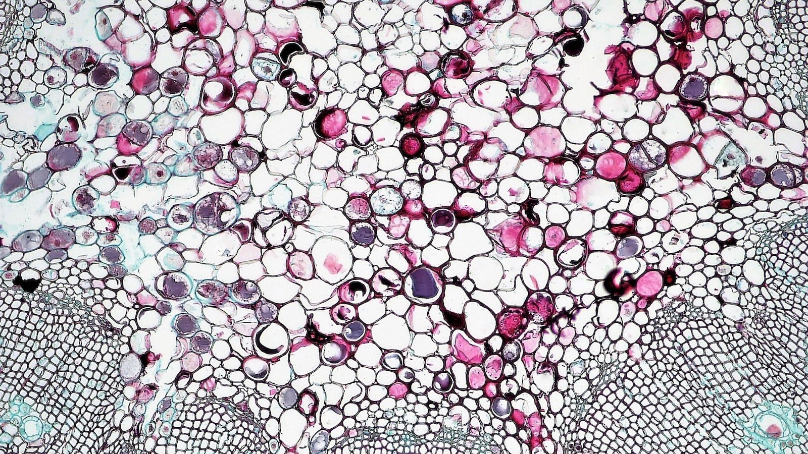 Examining the SEO Implications of HTTP vs. HTTPS: What You Need to Know