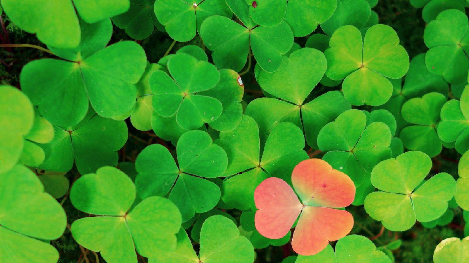 4. Optimal Multichannel Integration: Proven Recommendations for Expanding Your Business Reach