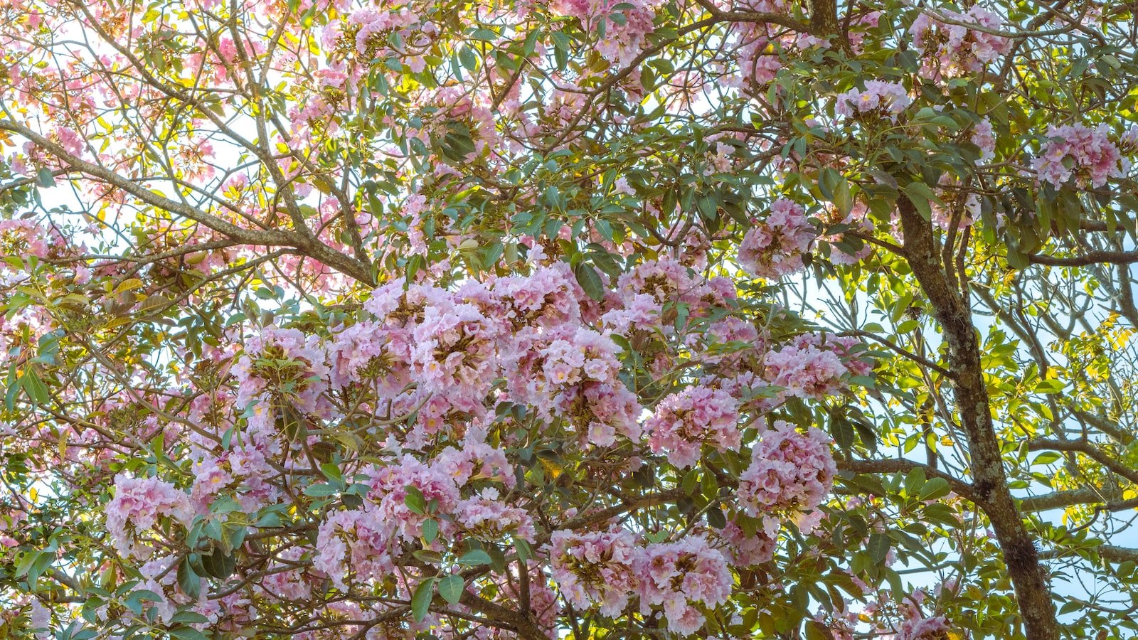 Best Practices for Implementing SSL Certificates: Steps to Enhance Website Security and Boost User Confidence