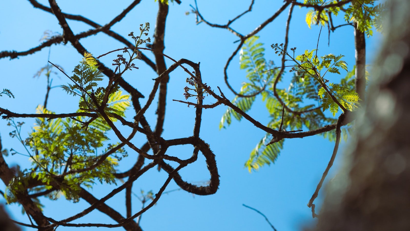 Understanding the Different Types of SSL Certificates: Which One is Right for You?