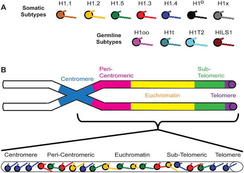Decoding the Phenomenon of Content Clones: Understanding the Magical Influence of Canonicalization