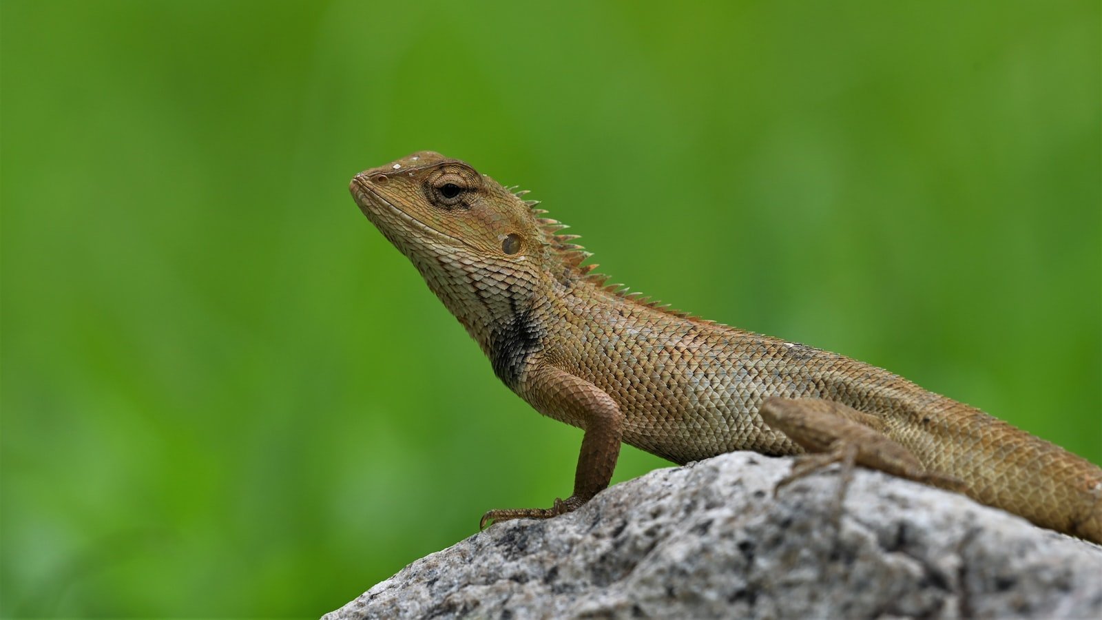 3. Silently Shuffling: Unveiling the Strategies to Stay Ahead in the Search Engine Ranking Race